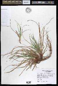 Carex tonsa image