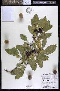 Rhamnus davurica image