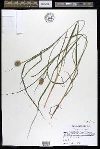 Carex squarrosa image