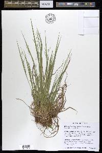 Dichanthelium linearifolium image