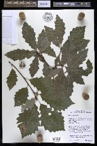 Quercus prinoides image