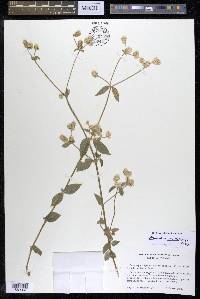 Alternanthera porrigens image