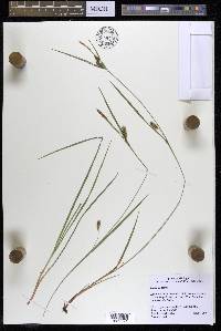 Carex conoidea image