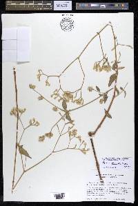 Pfaffia iresinoides image