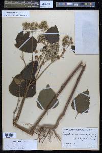 Hebeclinium macrophyllum image