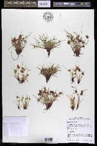 Cyperus squarrosus image