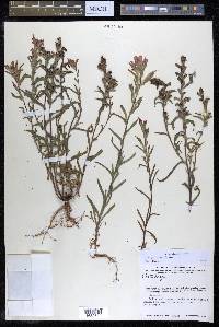 Castilleja scorzonerifolia image