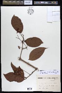 Campomanesia dichotoma image