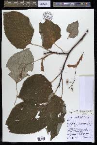 Tilia heterophylla image