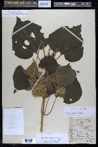 Hebeclinium macrophyllum image
