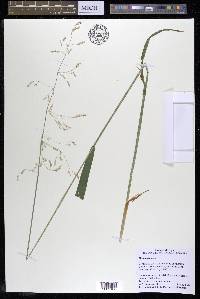 Milium effusum image