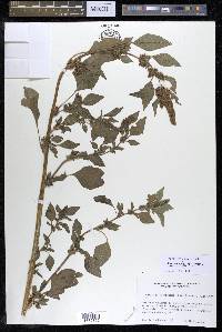 Amaranthus viridis image