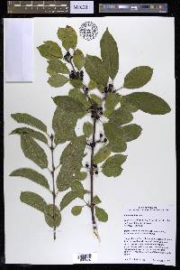 Rhamnus davurica image