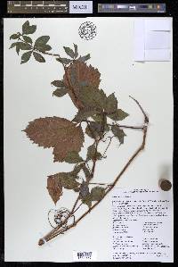 Parthenocissus inserta image