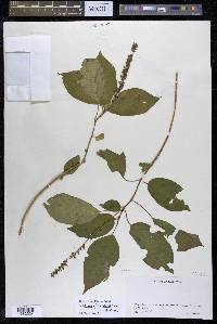 Hilleria latifolia image