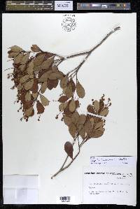 Myrcia jacobinensis image