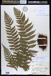 Megalastrum galeottii image