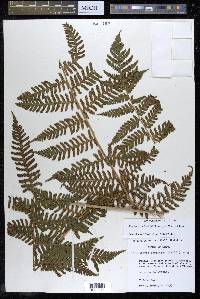 Megalastrum galeottii image