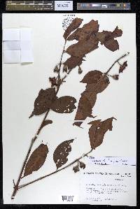 Campomanesia laurifolia image