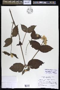Alternanthera scandens image