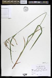 Carex mitchelliana image