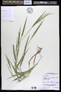 Panicum gattingeri image