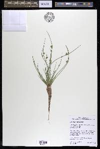 Schoenoplectiella smithii image