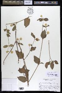 Alternanthera scandens image
