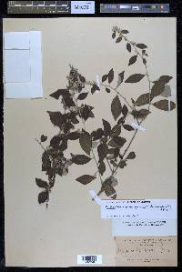 Reichenbachia hirsuta image