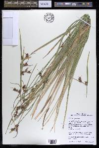Scleria triglomerata image