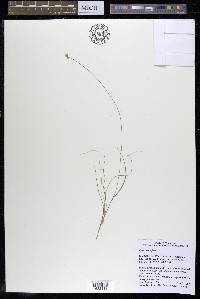 Carex tenuiflora image