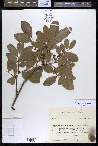 Swartzia jorori image