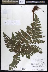 Megalastrum galeottii image