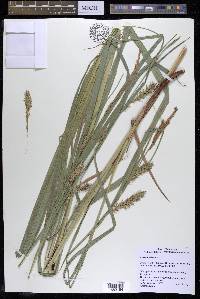 Carex trichocarpa image