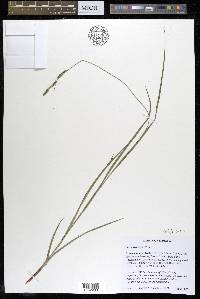 Carex virescens image