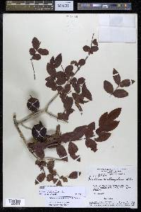 Psidium striatulum image