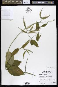Vincetoxicum rossicum image