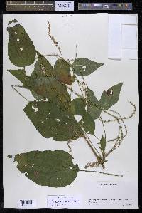 Chamissoa acuminata image