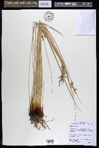 Juncus inflexus image