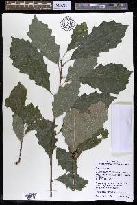 Quercus prinoides image