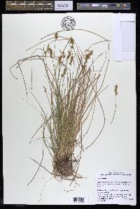 Carex sterilis image