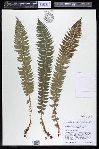 Polystichum lonchitis image