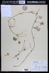 Ranunculus gmelini image