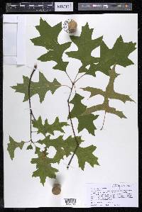 Quercus palustris image