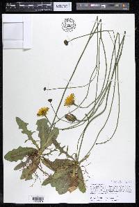 Hypochaeris radicata image