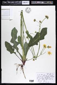 Krigia biflora image