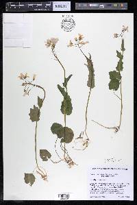 Cardamine douglassii image