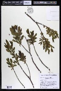 Rhamnus alnifolia image