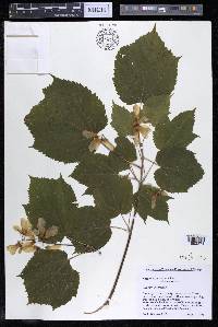 Acer spicatum image