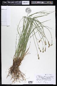 Carex sterilis image